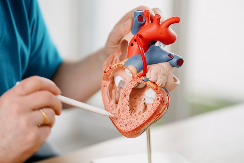 hausarzt-wiesbaden-kardiologie- leistungsseite-kardiologie---herzmuskelerkrankung-v3